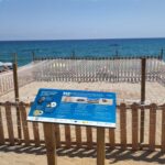 privat:-una-tortuga-pon-80-ous-a-la-platja-gran-de-platja-d’aro