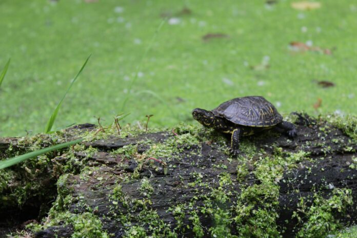 tortuga baix ter