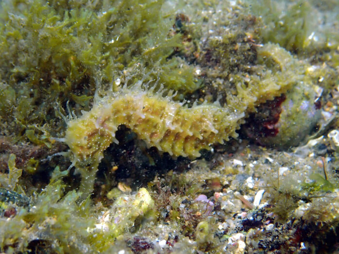cavallet de mar 2