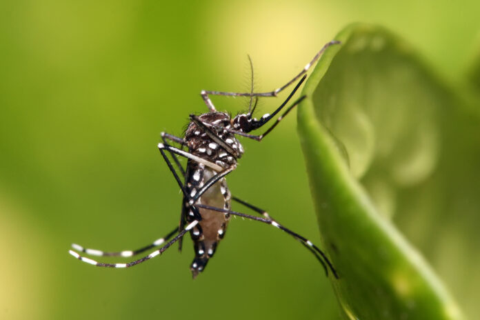 mosquit