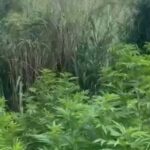 privat:-dos-detinguts-per-tenir-461-plantes-de-marihuana-a-terrades