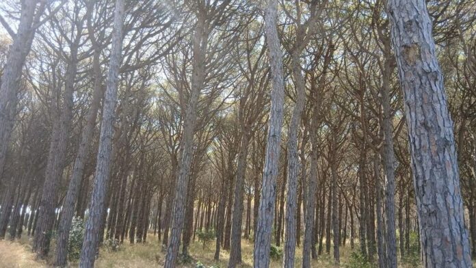 privat:-plaga-en-pinedes-de-pals-causada-per-un-fong-i-un-insecte privat:-plaga-en-pinedes-de-pals-causada-per-un-fong-i-un-insecte