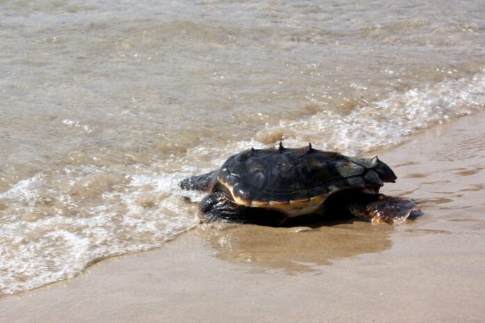 tortuga