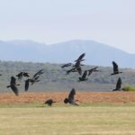 privat:-arriben-29-ibis-ermitans-als-aiguamolls-de-l’emporda-dins-d’una-campanya-migratoria-assistida-que-ve-d’austria