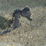 privat:-es-presenta-el-projecte-cavallets-de-l’estartit,-que-combina-ciencia-ciutadana,-busseig-i-pesca