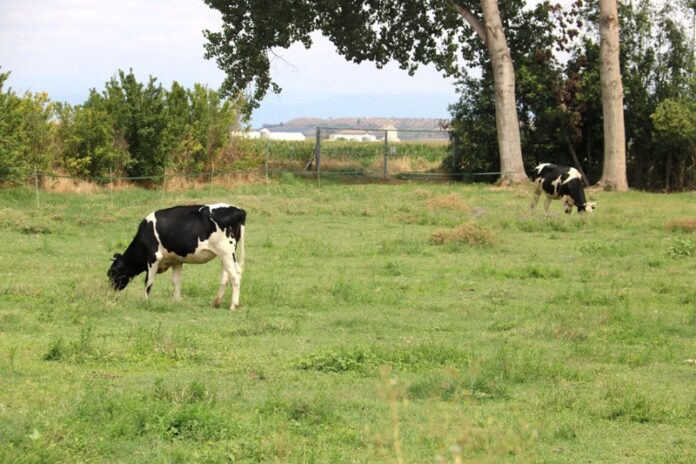 privat:-agricultura-confirma-un-segon-cas-de-dermatosi-nodular-a-girona-i-comencara-a-vacunar-dimecres-contra-el-brot privat:-agricultura-confirma-un-segon-cas-de-dermatosi-nodular-a-girona-i-comencara-a-vacunar-dimecres-contra-el-brot