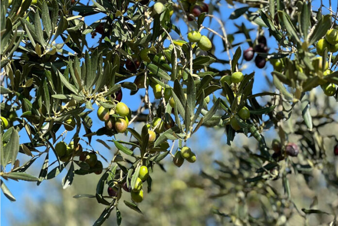 privat:-la-dop-oli-de-l’emporda-preveu-una-collita-“millor-que-la-dels-anys-anteriors”-i-de-molt-bona-qualitat privat:-la-dop-oli-de-l’emporda-preveu-una-collita-“millor-que-la-dels-anys-anteriors”-i-de-molt-bona-qualitat