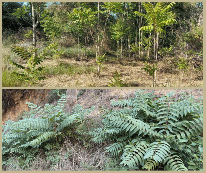privat:-palafrugell-fa-actuacions-de-control-de-l’ailant,-una-especie-exotica-invasora privat:-palafrugell-fa-actuacions-de-control-de-l’ailant,-una-especie-exotica-invasora