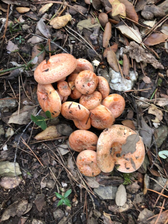 bolets