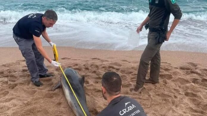 privat:-apareix-un-dofi-mort-a-la-platja-de-pals privat:-apareix-un-dofi-mort-a-la-platja-de-pals