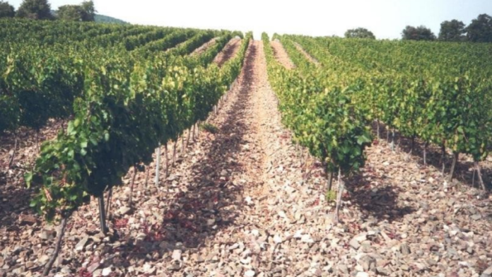 privat:-el-departament-d’agricultura-abona-804.945-euros-dels-ajuts-a-la-reestructuracio-i/o-reconversio-de-la-vinya-corresponents-a-2023-i-2024 privat:-el-departament-d’agricultura-abona-804.945-euros-dels-ajuts-a-la-reestructuracio-i/o-reconversio-de-la-vinya-corresponents-a-2023-i-2024