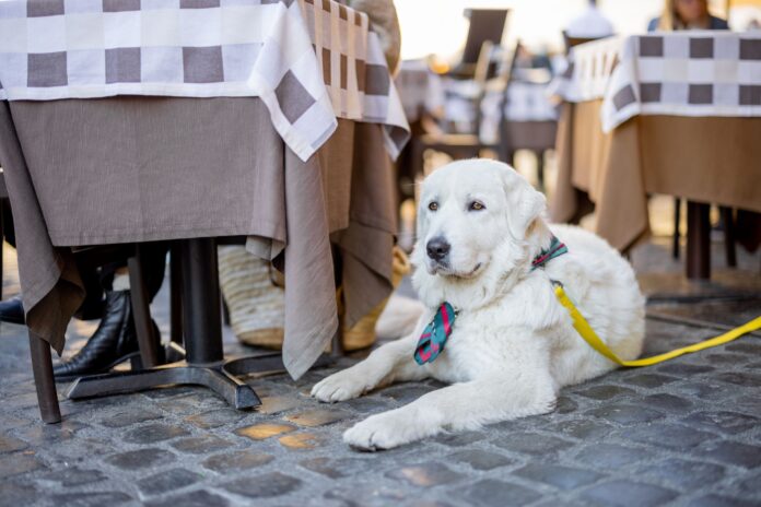 cada-vez-mas-restaurantes-pet-friendly