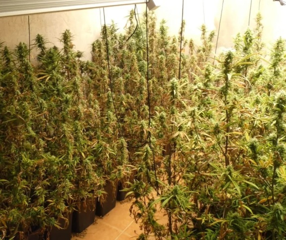 Plantació marihuana Santa Cristina plantació de marihuana santa cristina d'aro