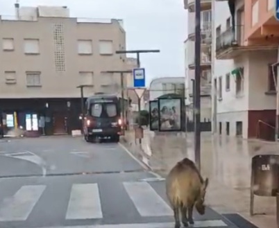 Senglar Sant Feliu av juli garreta