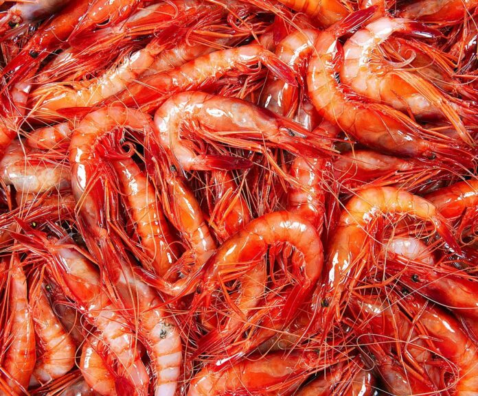 privat:-s’inicia-una-nova-edicio-del-menu-de-la-gamba-de-palamos,-que-s’oferira-a-onze-restaurants-certificats-amb-la-marca-de-garantia-d’aquest-destacat-producte-palamosi