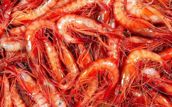 Gamba de Palamós